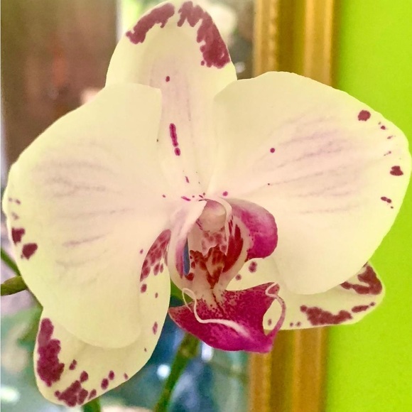 maureenwilson32